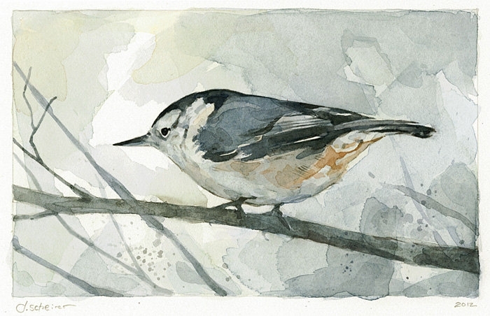 Nuthatch Bird Watercolor Painting.
