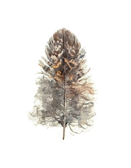 Owl Feather Watercolor Study