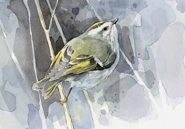 8x10 Bird Watercolor Painting 4 