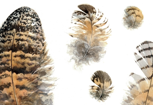 Great Horned Owl Feathers Watercolor Illustration