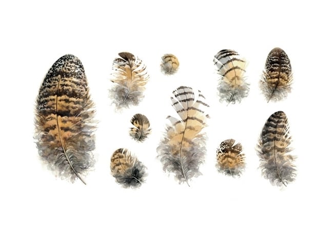 Great Horned Owl Feathers Watercolor Illustration 2 