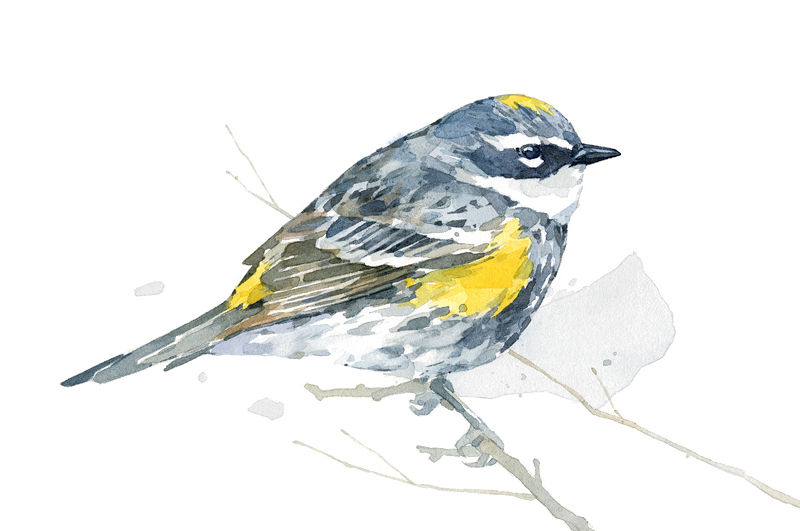 Original Bird Watercolor Painting 2