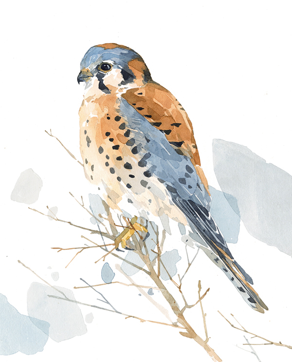 8x10 Bird Watercolor Painting 1 