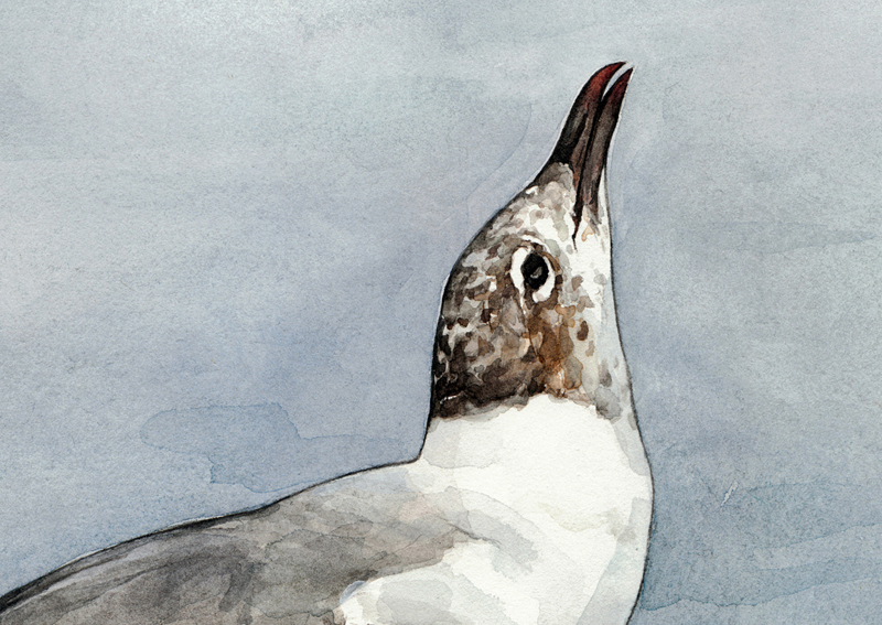 8x10 Bird Watercolor Painting 3 