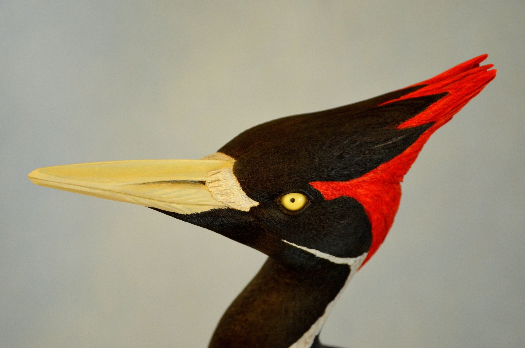 Ivory Billed Woodpecker 2 