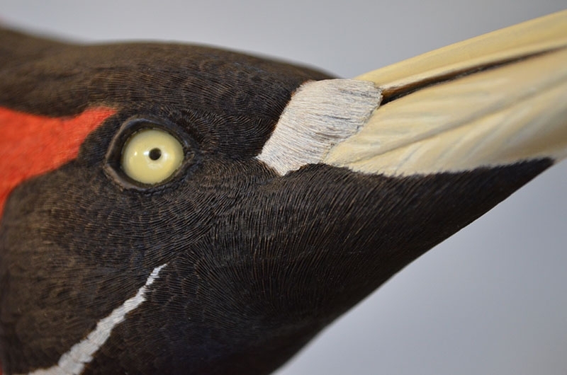 Ivory Billed Woodpecker 3 