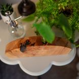 Propagation Vase:  Moondance 2 small
