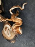 Unique Twisted Juniper Double Head Pedestal 5 small