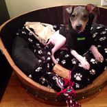 Wine Barrel Pet Bed - Torpor -  Made From Reclaimed California Wine Barrels 3 small