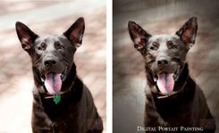 Custom Pet Portrait 3 small