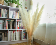 Natural Dried Pampas Grass, Phragmites Communis 2 small
