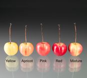 One Realistic Glass Rainier Cherry Sculpture, Hand Blown and Life-Sized 4 small