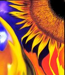 Hummingbird Sunflower Rose Print With Vibrant Colors Of Yellow, Blue, Green And Red 3 small