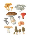 Custom Mushroom Watercolor Painting 2 small
