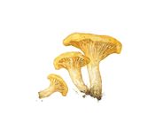 Custom Mushroom Watercolor Painting 3 small