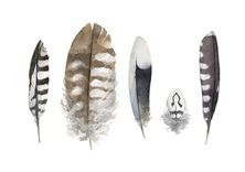 Feathers Watercolor Painting 1 small
