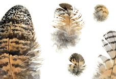 Great Horned Owl Feathers Watercolor Illustration 1 small