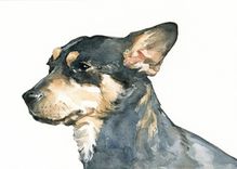 Custom Dog Portrait - 5x7 - Plain Background 2 small