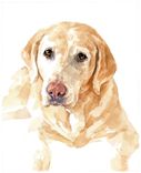 Lab Dog Custom Portrait, Watercolor, Labrador Retriever 1 small