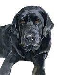 Lab Dog Custom Portrait, Watercolor, Labrador Retriever 2 small