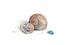 Sea Shells Watercolor Painting 1 small