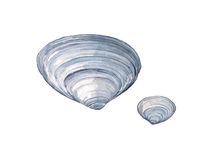 Sea Shells Watercolor Painting 3 small