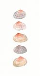 Sea Shells Watercolor Painting 4 small