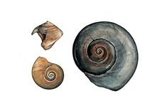 Sea Shells Watercolor Painting 5 small