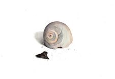 Sea Shells Watercolor Painting 6 small