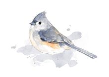 Original Bird Watercolor Painting 3 small