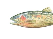 Original Fish Watercolor Painting 1 small