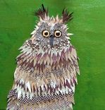 Deer In Headlights Owl Notecard Set 1 small