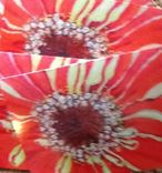 Orange Zinnia Closeup Notecard Set 1 small