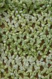 Spring Greens Shawl 3 small