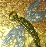 8x10 Print With Matte Of Original Modern Abstract Gold Dragonflies, By Dan Lafferty-Dragonfly Dawn 2 small
