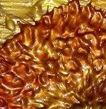 Print With Matte Of Original Gold Poppy Painting By Dan Lafferty Sale 22% Off 1 small