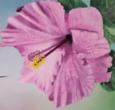 Bird Painting: Blue Hummingbird Flying Near Pink Hibiscus 3 small