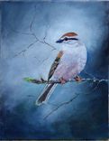 Bird Painting, Wildlife Painting: Arizona Native Bird, Chipping Sparrow Acrylic On Canvas 1 small