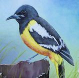 Bird Painting, Wildlife Painting: Arizona Native Bird, Scott's Oriole, Acrylic On Canvas 2 small