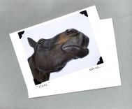 Funny Horse Card - Thoroughbred Horse Looking Skyward - Horse Art Print Postcard 1 small