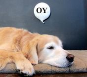 Jewish Oy Glass Word Balloon Oy- Conversation Pieces(Tm) Wall Hanging 2 small