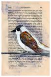 Sparrow Print - Winter Theme Set Of 3 Bird And Tree Prints In 5x7 Size 3 small
