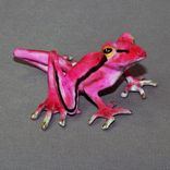 Bronze Frog Statue Figurine Amphibian Art (Color Of Live Frogs) Limited Edition Signed Numbered 4 small