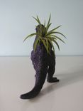 Upcycled Dinosaur Planter - Dark Purple Pachycephalosaurus With Tillandsia Air Plant 2 small