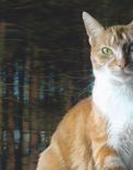 Realistic Custom Pet, Dog, Cat Portrait Painting On Canvas Or Archival Paper 4 small