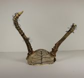 Art Installation Embroidered Antler And Photograph - Memory Wall 2 small