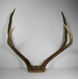 Art Installation Embroidered Antler And Photograph - Memory Wall 5 small