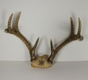 Embroidered Deer Antlers 6 small