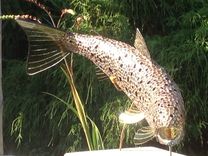 Brown Trout 3 small