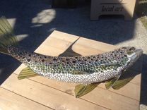 Brown Trout 5 small